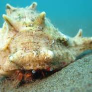 Bernard l hermite sur les Tables