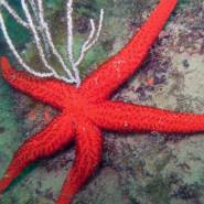 Etoiles de mer sur les Merveilleuses