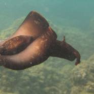 Lievre de mer sur les Tables